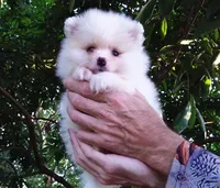 White Baby, a female Pomeranian for sale in West Palm Beach, FL – 2 of 9