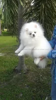 Teacup Snow White Baby, a female Pomeranian for sale in West Palm Beach, FL – 8 of 10