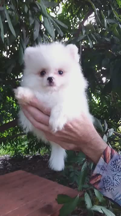 Tiny Ice White Teddy Bear, a male Pomeranian for sale in West Palm Beach, FL – 10 of 10