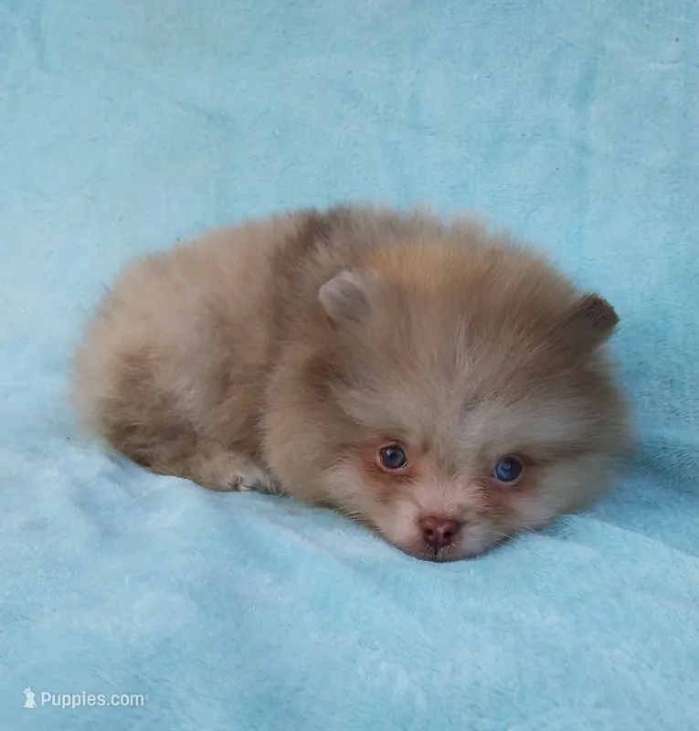 Teacup Chocolate   Merle, blue eyes – Pomeranian puppy for sale in West Palm Beach, FL