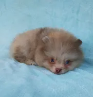 Teacup Chocolate   Merle, blue eyes, a male Pomeranian for sale in West Palm Beach, FL – 7 of 10