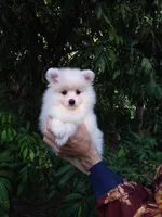 White Teddy Bear Baby, a female Pomeranian for sale in West Palm Beach, FL – 2 of 7