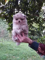Chocolate  Merle Teddy Bear , blue eyes, a female Pomeranian for sale in West Palm Beach, FL – 7 of 8