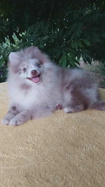 Rare Lilac Merle, blue eyes, a male Pomeranian for sale in West Palm Beach, FL – 10 of 10