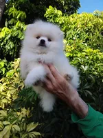 Show White Teddy Bear, a male Pomeranian for sale in West Palm Beach, FL – 2 of 10