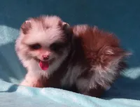 Panda, a male Pomeranian for sale in West Palm Beach, FL – 5 of 9