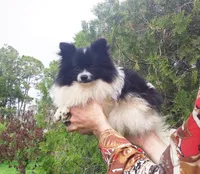 Baby, a female Pomeranian for sale in West Palm Beach, FL – Photo 3 of 9