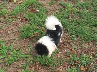 Baby, a female Pomeranian for sale in West Palm Beach, FL – Photo 6 of 9