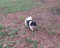 Baby, a female Pomeranian for sale in West Palm Beach, FL – Photo 5 of 9