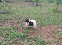 Baby, a female Pomeranian for sale in West Palm Beach, FL – Photo 8 of 9