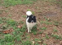 Baby, a female Pomeranian for sale in West Palm Beach, FL – Photo 4 of 9