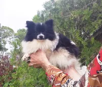 Baby, a female Pomeranian for sale in West Palm Beach, FL – Photo 2 of 9