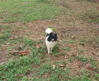 Baby, a female Pomeranian for sale in West Palm Beach, FL – Photo 7 of 9