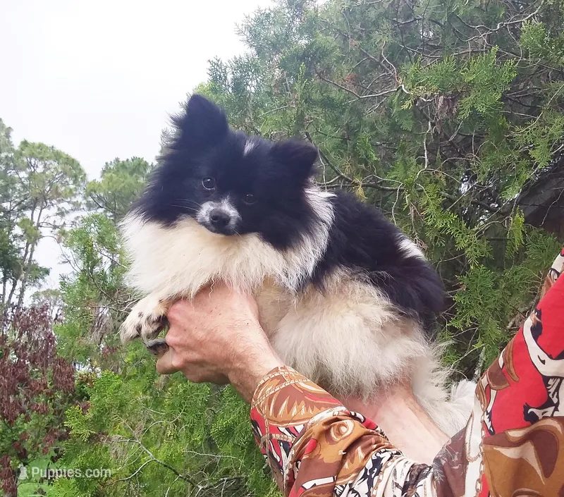 Baby – Pomeranian puppy for sale in West Palm Beach, FL