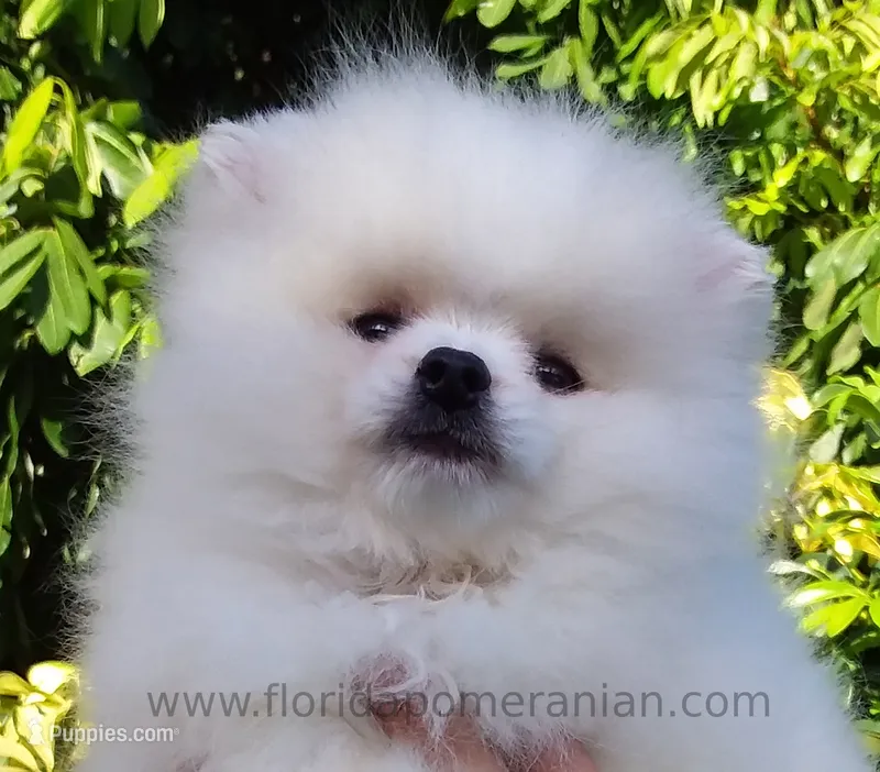 Plush White – Pomeranian puppy for sale in West Palm Beach, FL