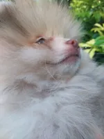 Toffee, a male Pomeranian for sale in West Palm Beach, FL – 2 of 10