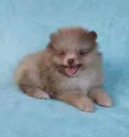 Teacup Chocolate   Merle, blue eyes, a male Pomeranian for sale in West Palm Beach, FL – 8 of 10