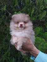 Toffee, a male Pomeranian for sale in West Palm Beach, FL – 7 of 10