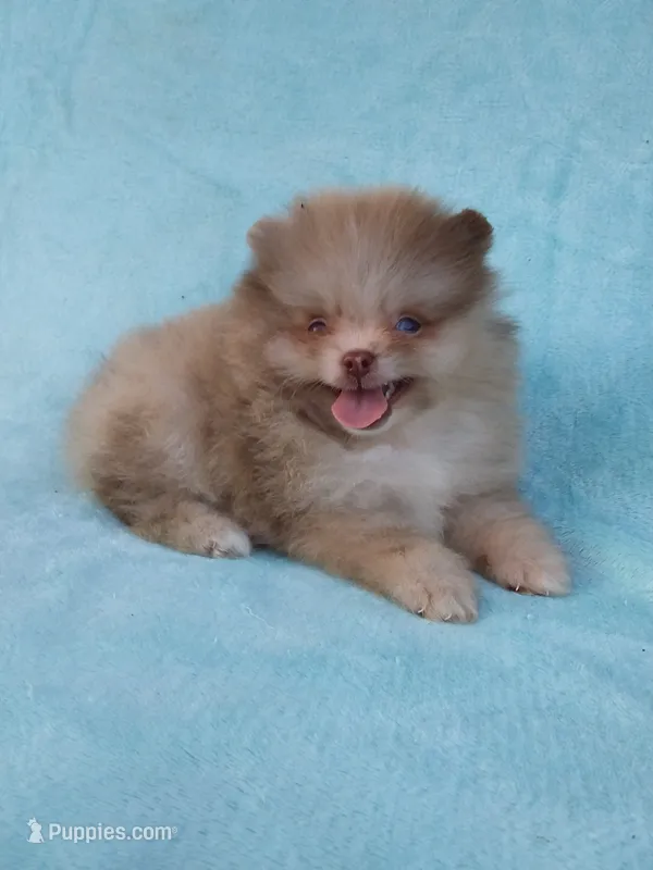 Teacup Merle – Pomeranian puppy for sale in West Palm Beach, FL