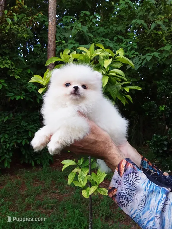 Teacup  Ice White Teddy Bear – Pomeranian puppy for sale in West Palm Beach, FL