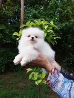 Tiny Ice White Teddy Bear, a male Pomeranian for sale in West Palm Beach, FL – 7 of 10