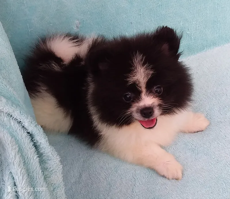 Tiny Teddy Bear – Pomeranian puppy for sale in West Palm Beach, FL