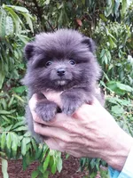 Tiny Blue Prince, a male Pomeranian for sale in West Palm Beach, FL – 5 of 6
