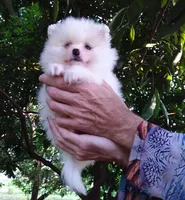White Baby, a female Pomeranian for sale in West Palm Beach, FL – 7 of 9