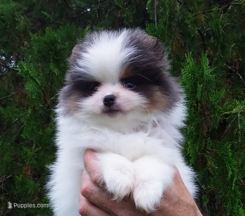 Teddy Bear, blue eyes – Pomeranian puppy for sale in West Palm Beach, FL