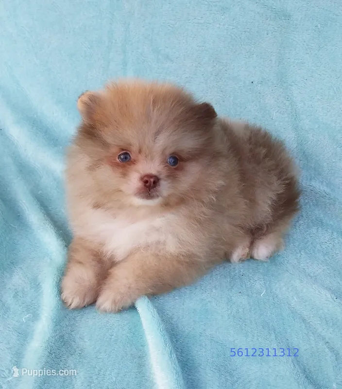 Exclusive Chocolate  Merle, blue eyes – Pomeranian puppy for sale in West Palm Beach, FL