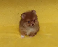 Snickers, a male Pomeranian for sale in West Palm Beach, FL – 2 of 8