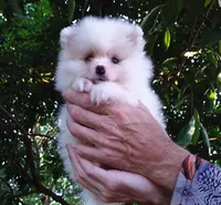 White Teddy Bear, a female Pomeranian for sale in West Palm Beach, FL – 4 of 10