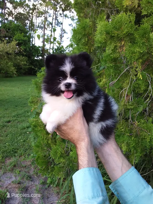 Domino – Pomeranian puppy for sale in West Palm Beach, FL