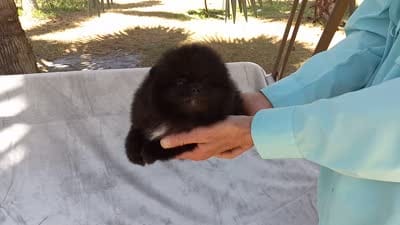 Black Bear, a male Pomeranian for sale in West Palm Beach, FL – 8 of 8