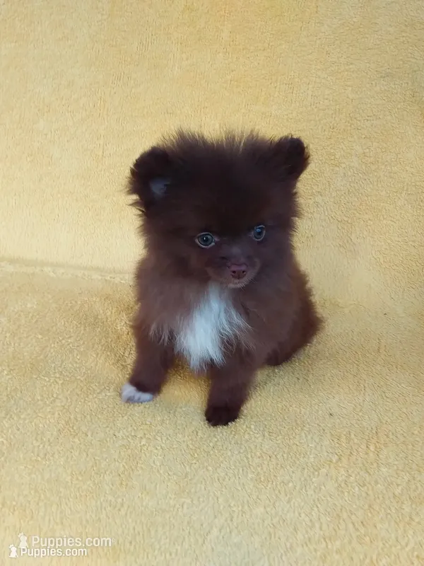 COCO – Pomeranian puppy for sale in West Palm Beach, FL