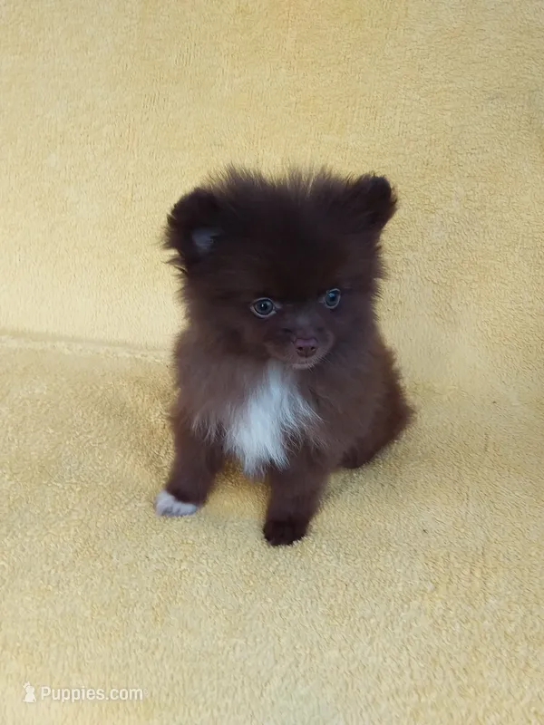 COCO – Pomeranian puppy for sale in West Palm Beach, FL