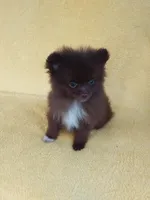 COCO, a female Pomeranian for sale in West Palm Beach, FL – 1 of 10