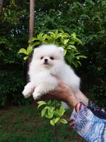 Tiny Ice White Teddy Bear, a male Pomeranian for sale in West Palm Beach, FL – 5 of 10