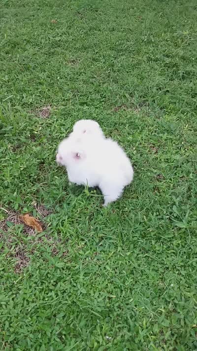 White Baby, a female Pomeranian for sale in West Palm Beach, FL – 9 of 9