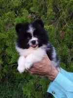White with   Black, a male Pomeranian for sale in West Palm Beach, FL – 6 of 8