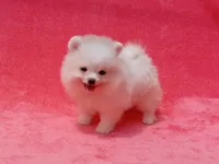 Snow White, a female Pomeranian for sale in West Palm Beach, FL – 2 of 9