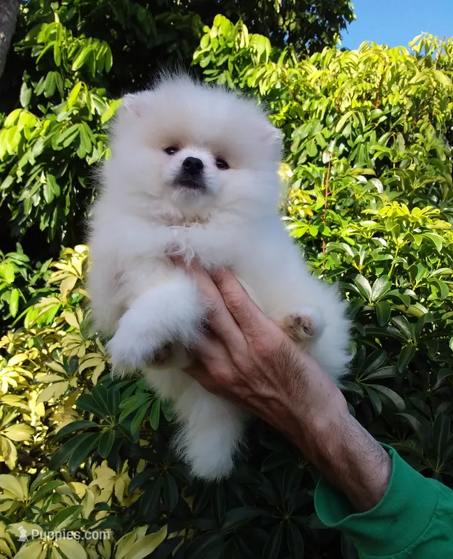 Plush White – Pomeranian puppy for sale in West Palm Beach, FL