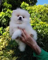 Plush White, a male Pomeranian for sale in West Palm Beach, FL – 3 of 9