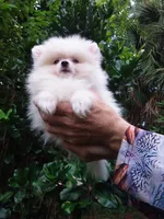 Snow White Baby, a female Pomeranian for sale in West Palm Beach, FL – 3 of 10