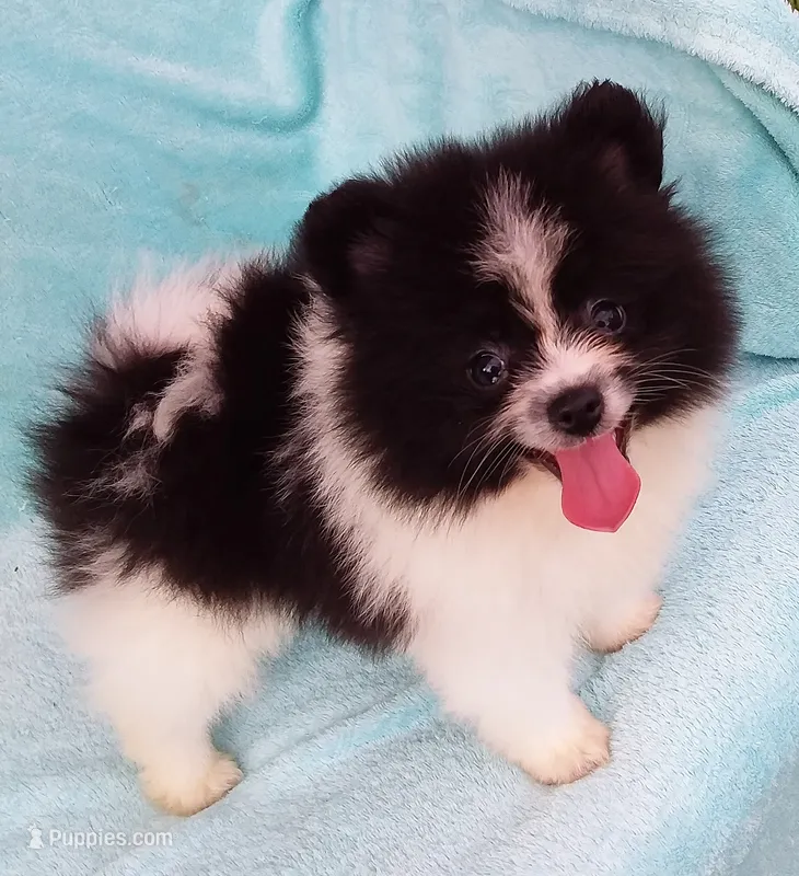 Panda – Pomeranian puppy for sale in West Palm Beach, FL