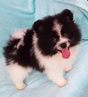 Tiny Teddy Bear, a male Pomeranian for sale in West Palm Beach, FL – 2 of 10