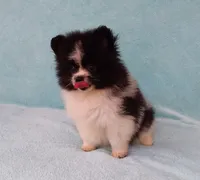 Panda, a male Pomeranian for sale in West Palm Beach, FL – 9 of 10