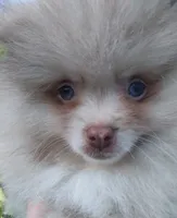 Teddy Bear  Chocolate  Merle, blue eyes, a male Pomeranian for sale in West Palm Beach, FL – 2 of 5