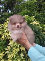 Exclusive Chocolate  Merle, a male Pomeranian for sale in West Palm Beach, FL – 7 of 10