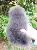 Tiny Blue Prince, a male Pomeranian for sale in West Palm Beach, FL – 3 of 6